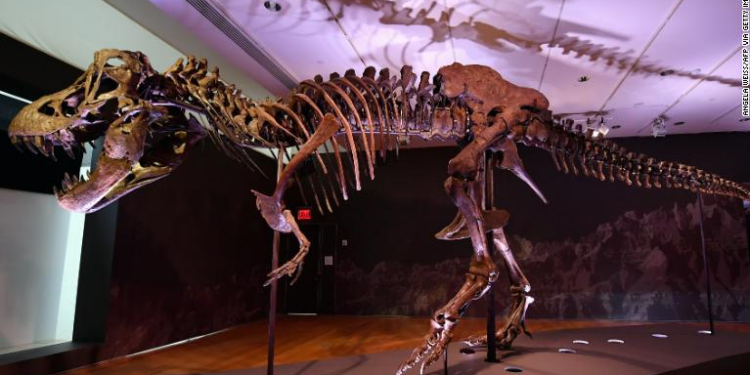 На Christie’s продан скелет тираннозавра за рекордные $31,8 миллиона