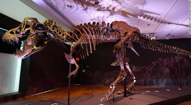 На Christie’s продан скелет тираннозавра за рекордные $31,8 миллиона 3