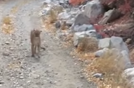 «Я думал, мне конец»: турист из Юты шесть минут убегал от преследовавшей его пумы (ВИДЕО)