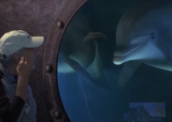 Американские инженеры создали робота-дельфина (ВИДЕО)