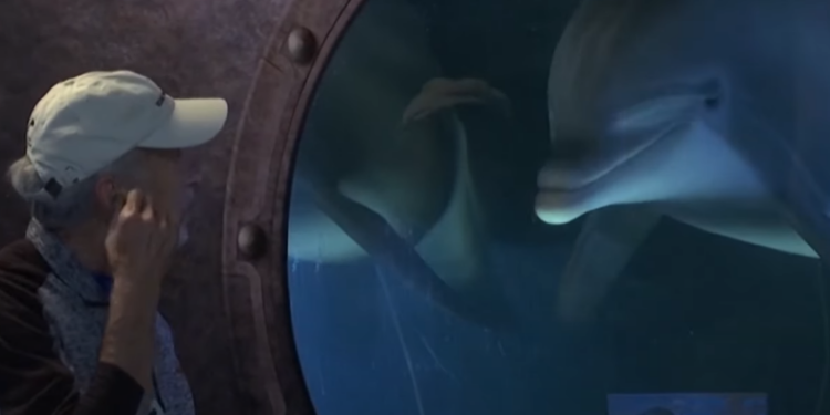 Американские инженеры создали робота-дельфина (ВИДЕО)