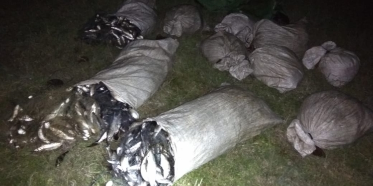 Ночью возле Березани пограничники поймали браконьеров – с кефалью и камбалой (ФОТО)