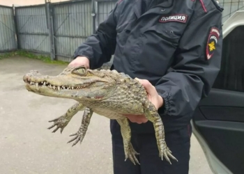 «Гоше холодно»: в России мужчина принес в отделение полиции живого крокодила (ФОТО)
