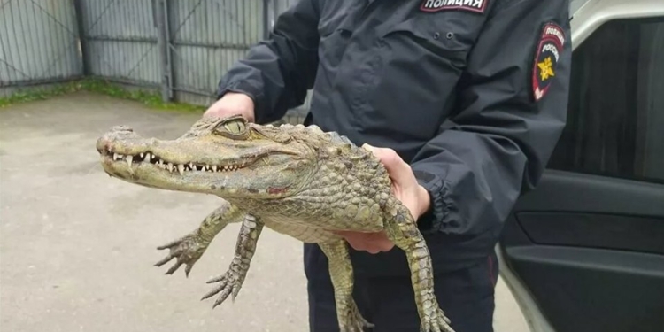 «Гоше холодно»: в России мужчина принес в отделение полиции живого крокодила (ФОТО)