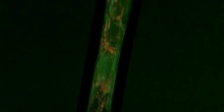 Кто чихнул? В США создали волокна, которые меняют цвет при контакте с бактериями