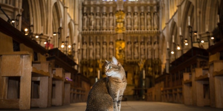 Лондонский собор отпел уличную кошку, которая жила в нем последние 12 лет и стала местной знаменитостью (ФОТО)