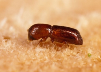 «Парк Юрского периода» — не такая уж и выдумка? Ученые впервые восстановили ДНК насекомых, застывших в янтаре