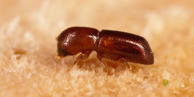 «Парк Юрского периода» — не такая уж и выдумка? Ученые впервые восстановили ДНК насекомых, застывших в янтаре