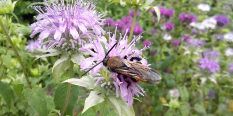 Можно собирать по 2 урожая. В Николаеве ученые изучают новую лекарственную культуру с высокими бактерицидными свойствами (ФОТО)