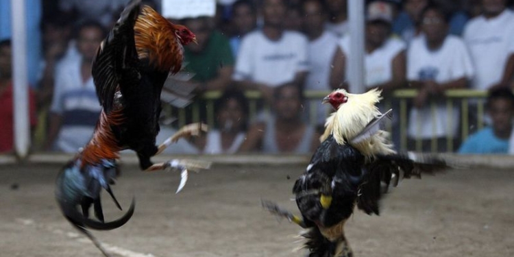 Бойцовский петух убил полицейского, пытавшегося остановить бои