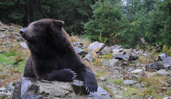 Украинским медведям подлечили зубы и вакцинировали (ФОТО)