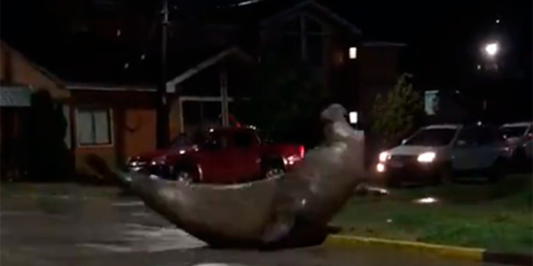 Морской слон случайно “забрел” в центр города (ВИДЕО)