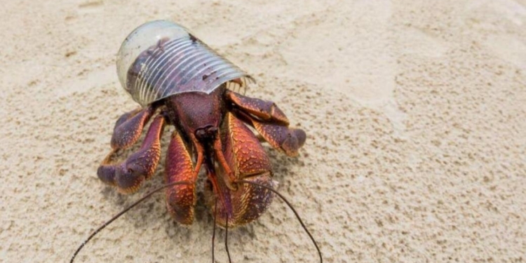 В Таиланде раки-отшельники становятся бомжами из-за нехватки раковин (ФОТО)