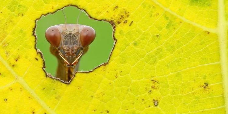 Rediscover nature: названы фото-победители (ФОТО)