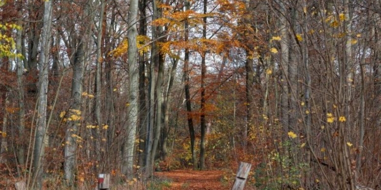 Ужас. В Германии учитель математики оказался убийцей-каннибалом
