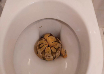 Будьте внимательны, заселяясь в отель. В Праге постоялец обнаружил в унитазе… королевского питона (ФОТО)