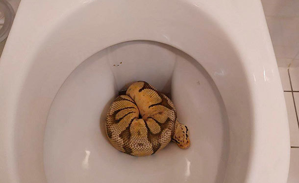 Будьте внимательны, заселяясь в отель. В Праге постоялец обнаружил в унитазе… королевского питона (ФОТО)