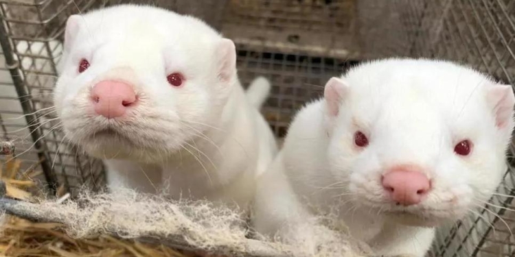 На норковой ферме во Франции выявили коронавирус – тысячу зверьков уничтожат