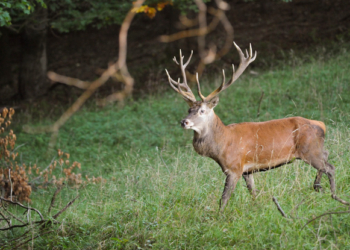 В южной Чехии олень «украл» у охотника ружье