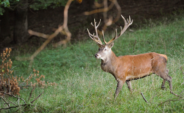 В южной Чехии олень «украл» у охотника ружье