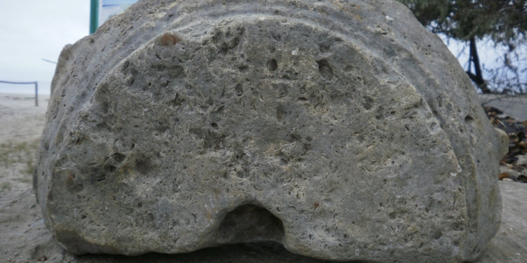 «Море возвращает»: Очаковскому краеведческому музею передали ценные археологические находки (ФОТО)