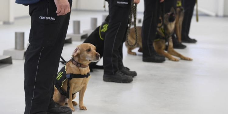 С января в пражском аэропорту больных коронавирусом будут выявлять собаки (ФОТО)