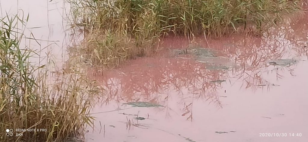 На Николаевщине вода в Южном Буге стала кровавого цвета, - жители винят местный маслозавод (ФОТО, ВИДЕО) 3