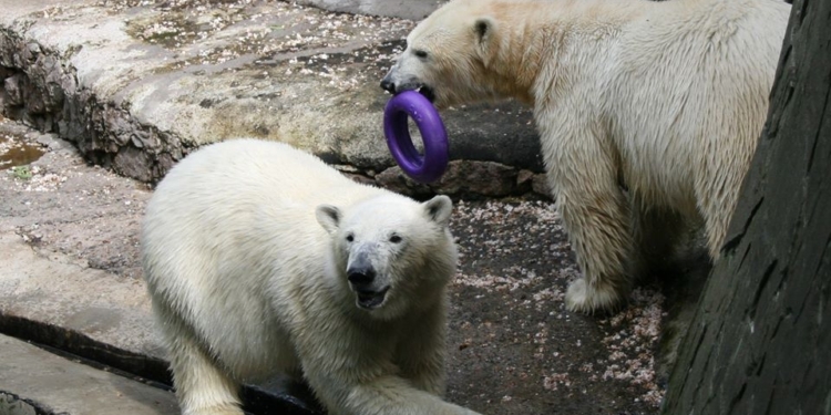 Николаевский зоопарк просит горожан помочь разнообразить среду обитания животных (ФОТО)