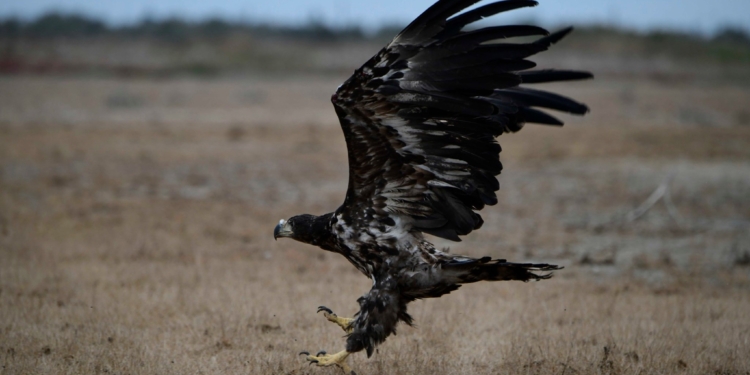 В Тилигульском ландшафтном парке  выпустили орлана, изъятого у уличных фотографов (ФОТО)
