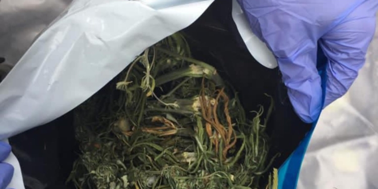 В Николаеве у работника ГСЧС правоохранители нашли “вещество растительного происхождения”