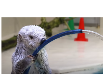 В Японии выдра получила награду управления пожарной охраны (ВИДЕО)