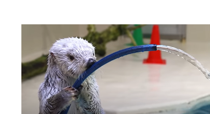 В Японии выдра получила награду управления пожарной охраны (ВИДЕО)