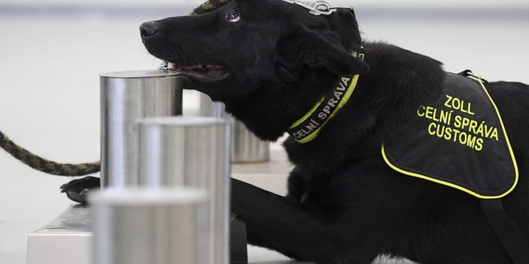 С января в пражском аэропорту больных коронавирусом будут выявлять собаки (ФОТО)