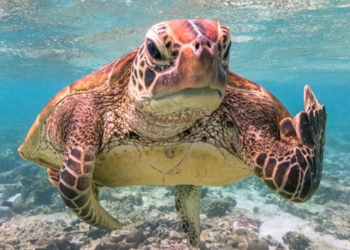 И только попробуйте не улыбнуться! Самые смешные фото животных 2020 года