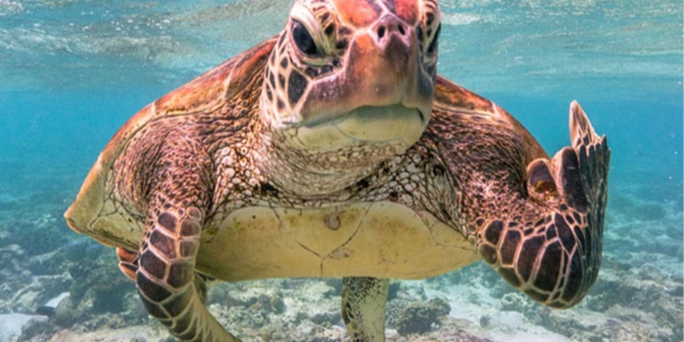 И только попробуйте не улыбнуться! Самые смешные фото животных 2020 года