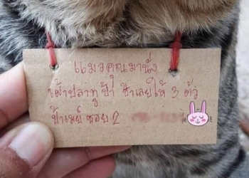 Кот пропал на три дня и вернулся домой в долгах