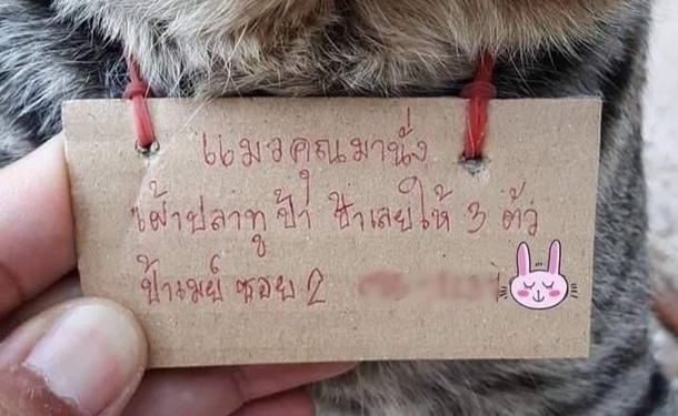 Кот пропал на три дня и вернулся домой в долгах