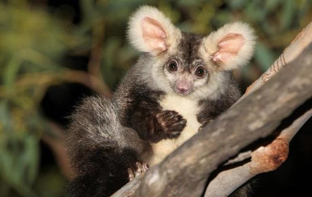 В Австралии нашли два новых вида млекопитающих 1