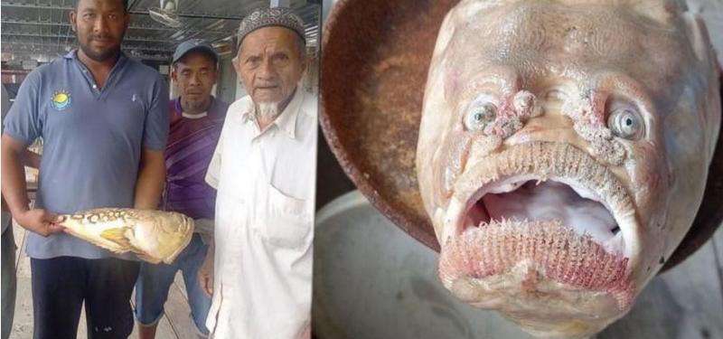 Рыбу с человеческим лицом поймали в Таиланде (ФОТО) 7