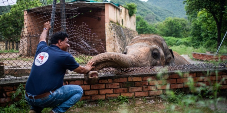 Певица Шер помогла освободить «самого одинокого слона» (ВИДЕО)