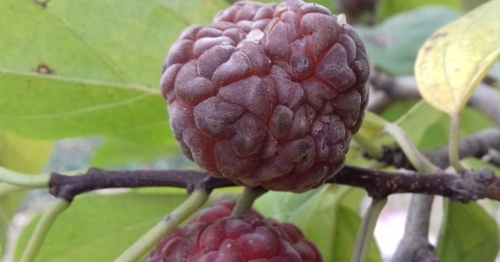 По вкусу, как хурма, инжир и арбуз. В Одессе собирают урожай с клубничного дерева