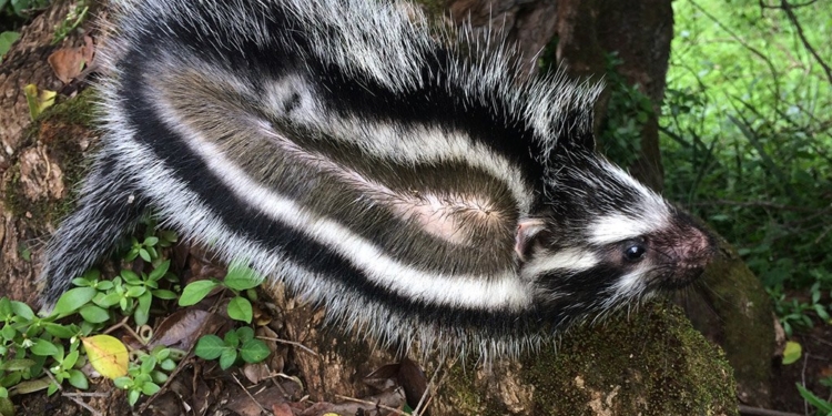 На мехе африканский хомяка обнаружили смертельно опасный яд