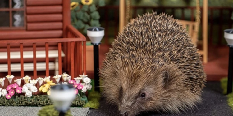 В Великобритании построили парк для ежей, чтобы спасти их от вымирания (ФОТО, ВИДЕО)