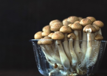 И никакого удовольствия. Украинцы в США создали роботов-грибников (ВИДЕО)