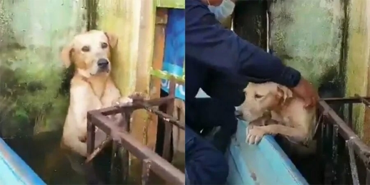 Мексиканские моряки спасли лабрадора во время наводнения — он из последних сил держался за балкон (ВИДЕО)