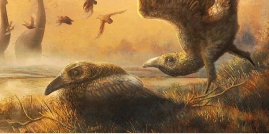 Зубастая. На Мадагаскаре нашли череп удивительной птицы времен динозавров 1