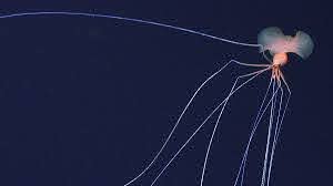 В глубинах океана сняли на видео огромное существо с 8-метровыми щупальцами 2