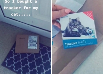 Жила на пять семей: женщина узнала неприглядную правду о своей кошке благодаря трек-ошейнику