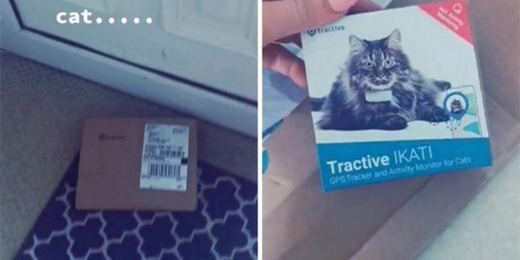 Жила на пять семей: женщина узнала неприглядную правду о своей кошке благодаря трек-ошейнику