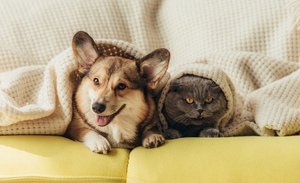 Хозяевам на заметку. Собаки предпочитают современные телевизоры, а кошкам все равно